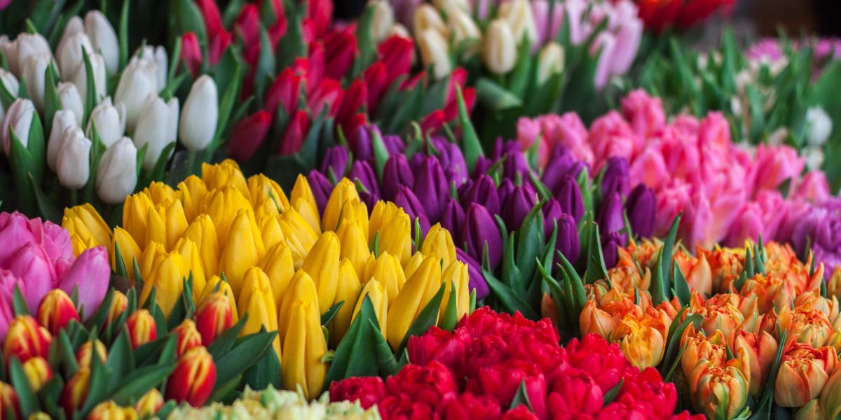 Mehrere als Sträuße gebündelte Tulpen in verschiedenen Farben